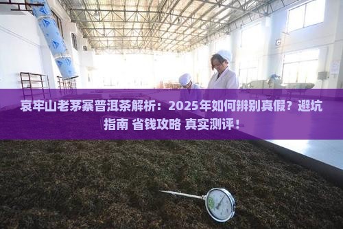 哀牢山老茅寨普洱茶
