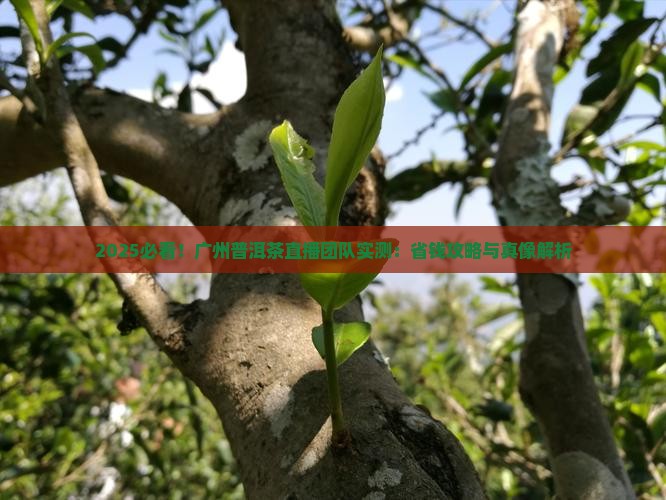 广州普洱茶直播团队