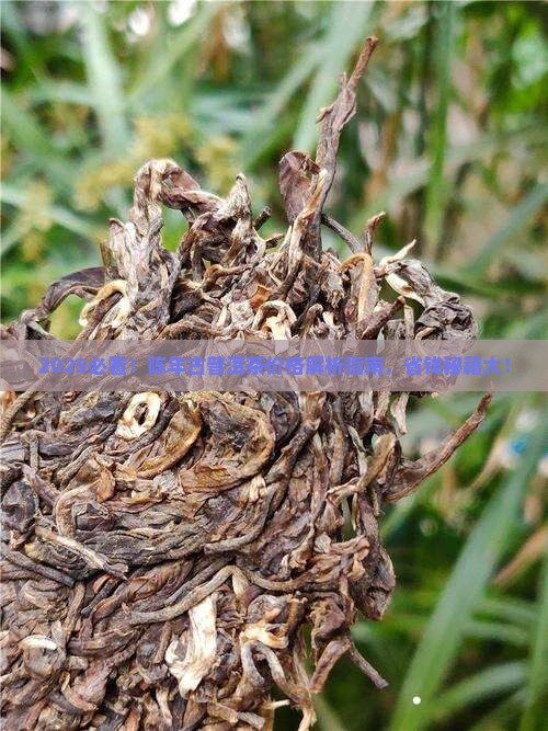 陈年古普洱茶价格