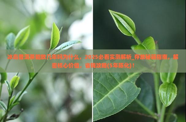 冰岛普洱茶能放几年吗为什么