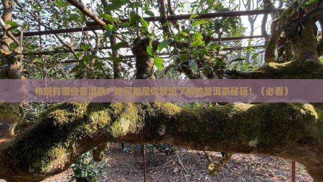 布朗有哪些普洱茶