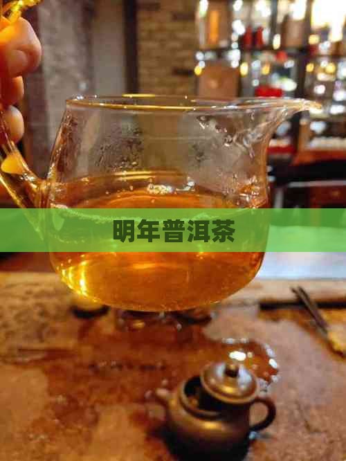 明年普洱茶走势