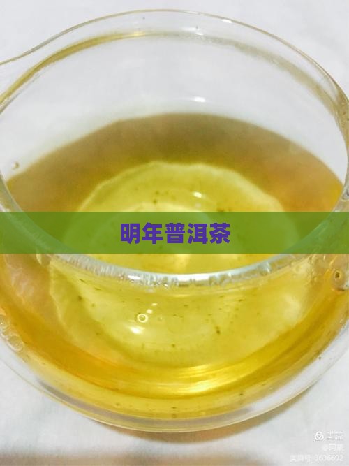 明年普洱茶走势