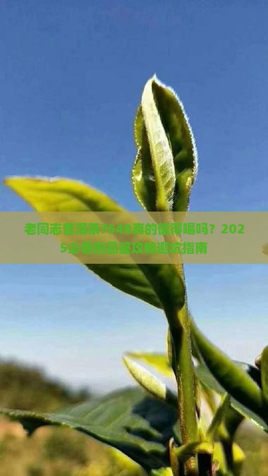 老同志普洱茶7548怎么样