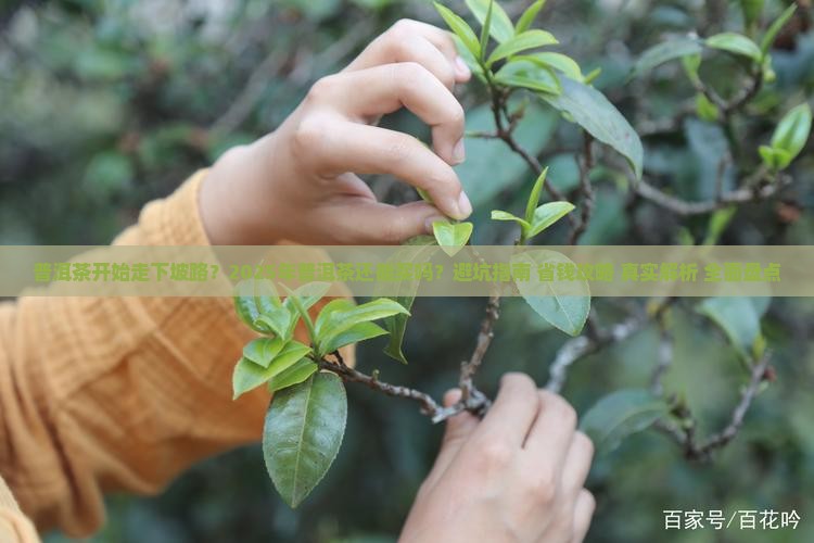 普洱茶开始走下坡路