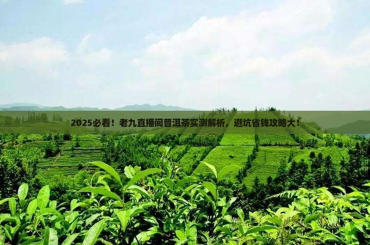 老九直播间卖的普洱茶怎么样