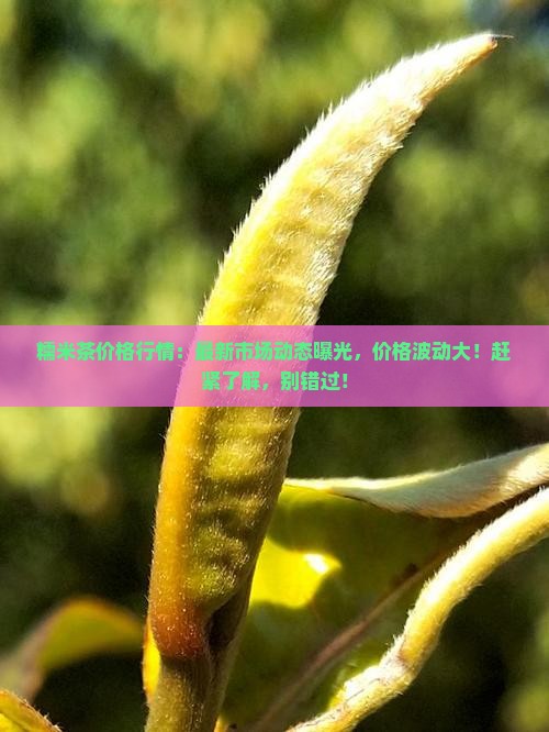 糯米茶价格行情