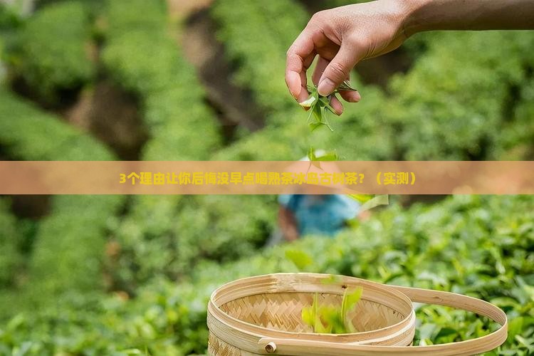 熟茶冰岛古树茶 熟茶冰岛古树茶