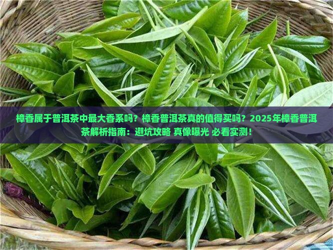 樟香属于普洱茶中最大香系