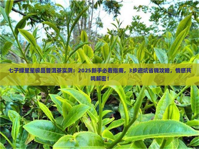 七子绿星星极品普洱茶
