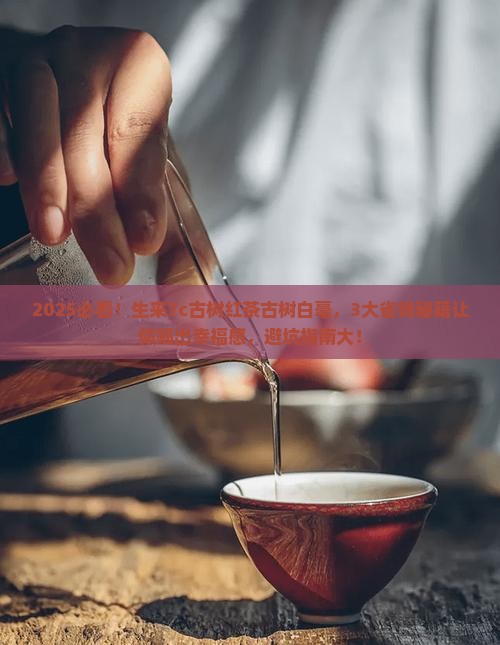 生来7c古树红茶古树白毫