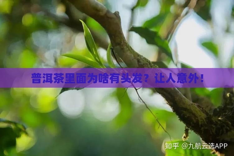 普洱茶里面为啥有头发