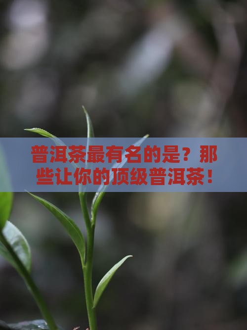 普洱茶最有名的品牌是