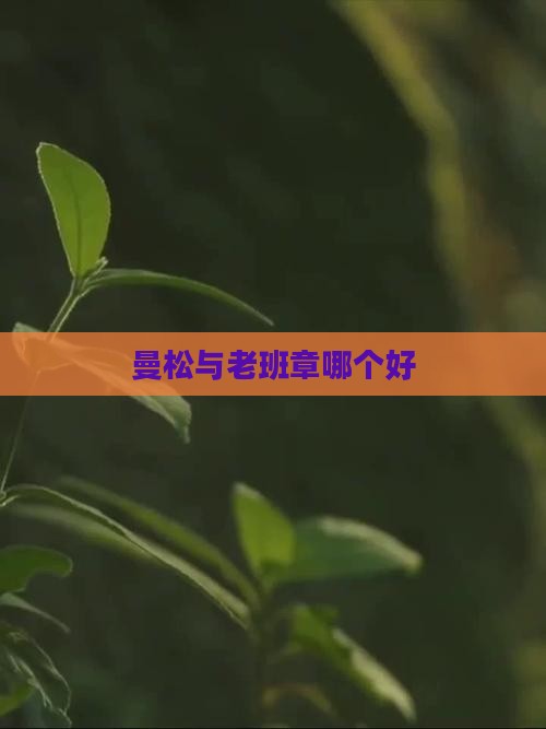 曼松与老班章哪个好