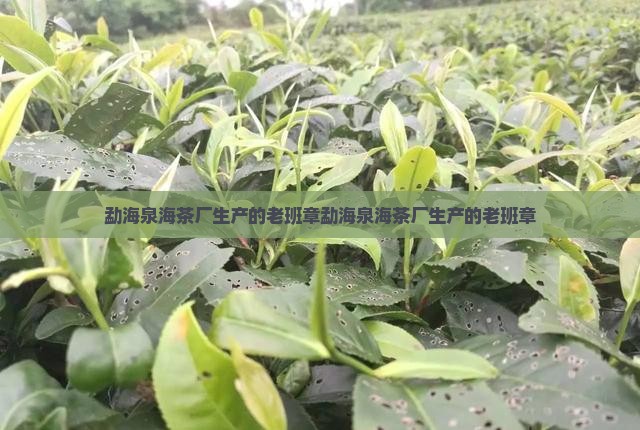 勐海泉海茶厂生产的老班章