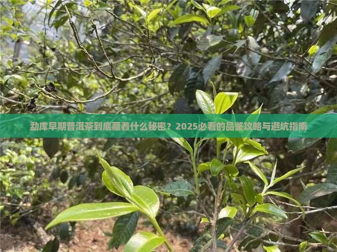 勐库早期普洱茶