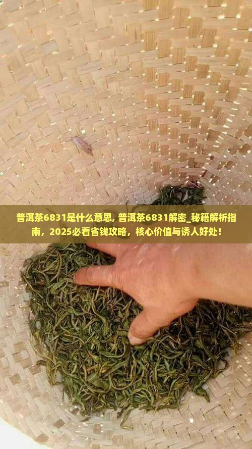 普洱茶6831是什么意思