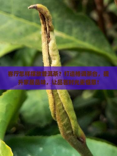 客厅怎样摆放普洱茶