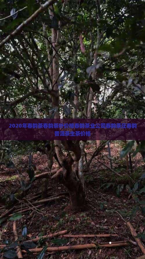 2020年春韵茶