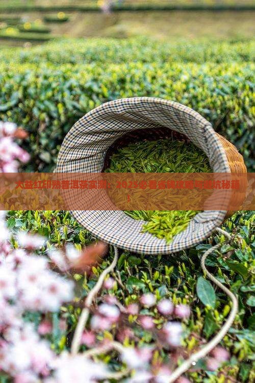 大益红印熟普洱茶