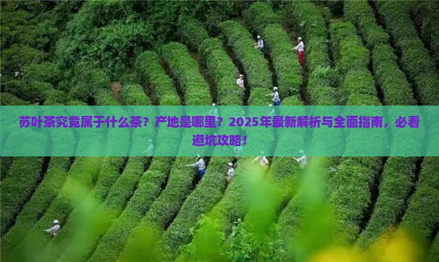 苏叶是属什么茶是哪里的