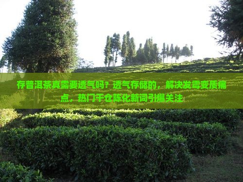 存普洱茶真需要透气吗