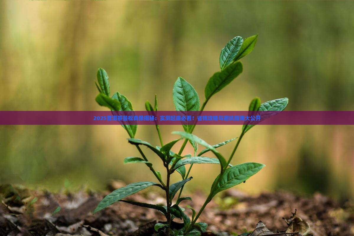 普洱茶曼松top榜