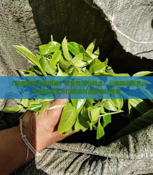 革登普洱茶特点