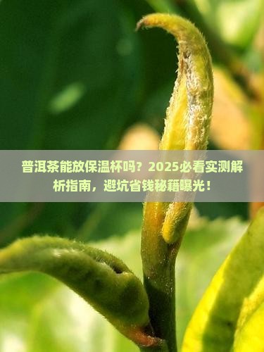 普洱茶能放保温杯吗