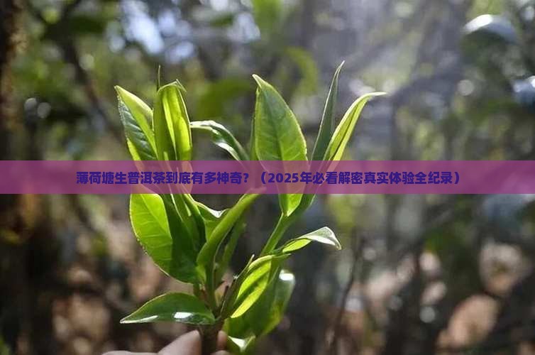 薄荷塘生普洱茶