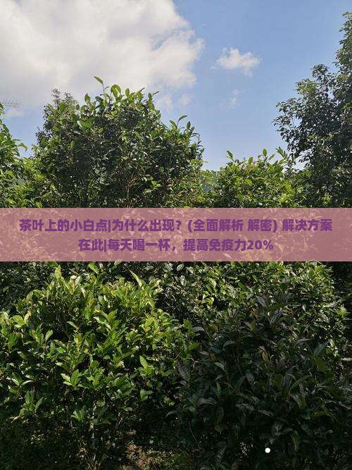 茶叶上的小白点