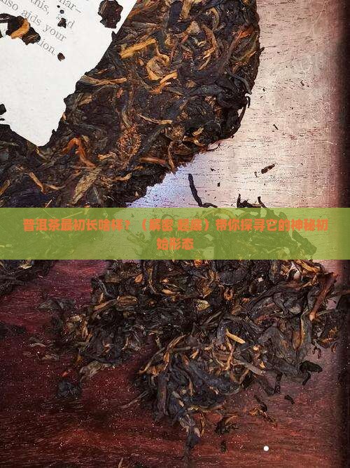 普洱茶的初始形态是