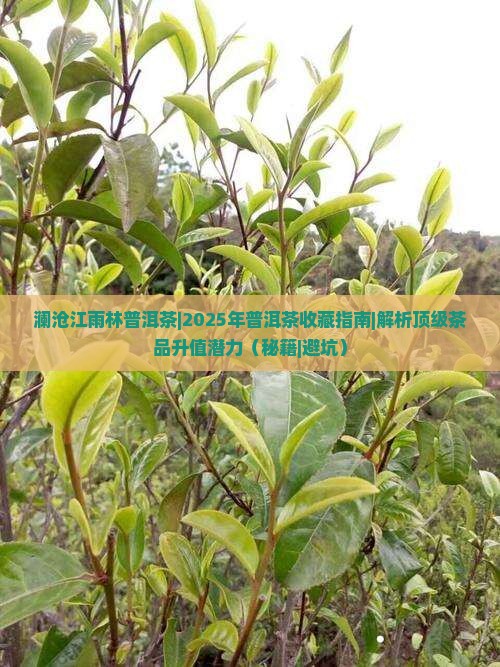 澜沧江雨林普洱茶
