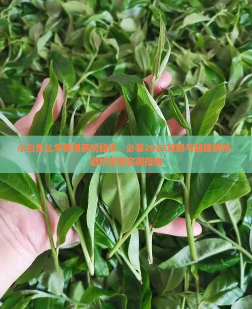 小白怎么学普洱茶的知识
