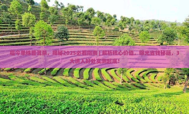 福今单株普洱茶