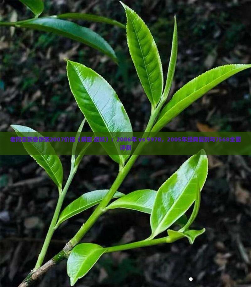 老同志醇香饼茶2007价格