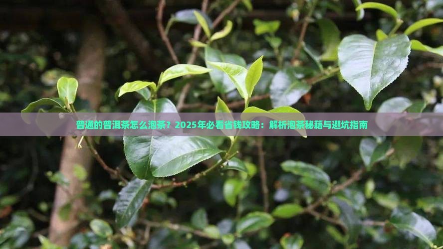 普通的普洱茶怎么泡茶