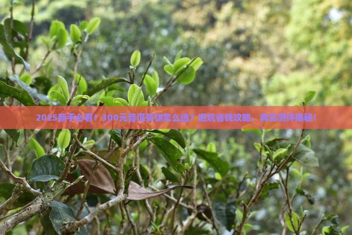普洱茶300元一饼