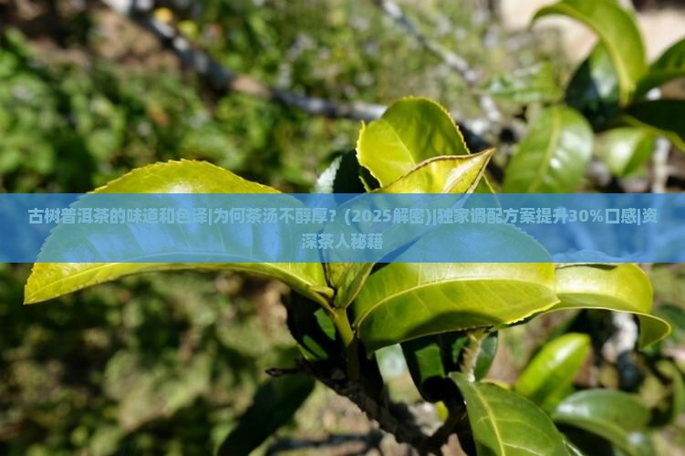 古树普洱茶的味道和色泽 古树普洱茶的味道和色泽