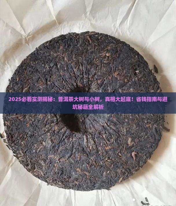 普洱茶大树和小树对比