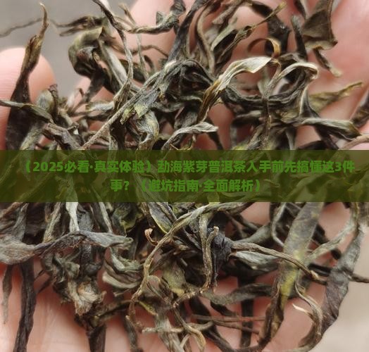 勐海紫芽普洱茶