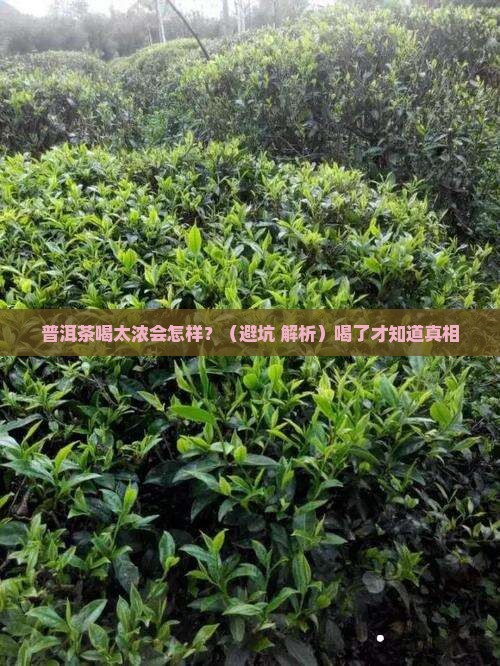 普洱茶喝的太浓的反应是什么