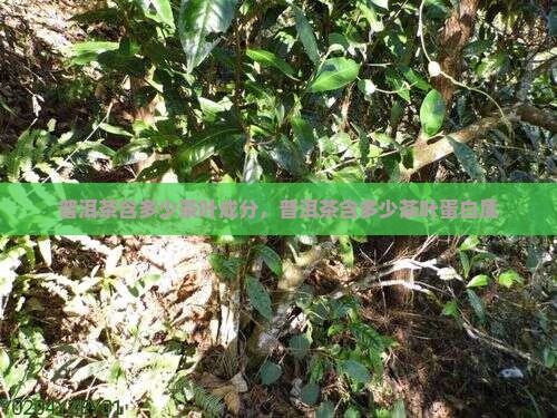 普洱茶含多少茶叶