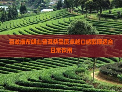 喜滋康布朗山普洱茶