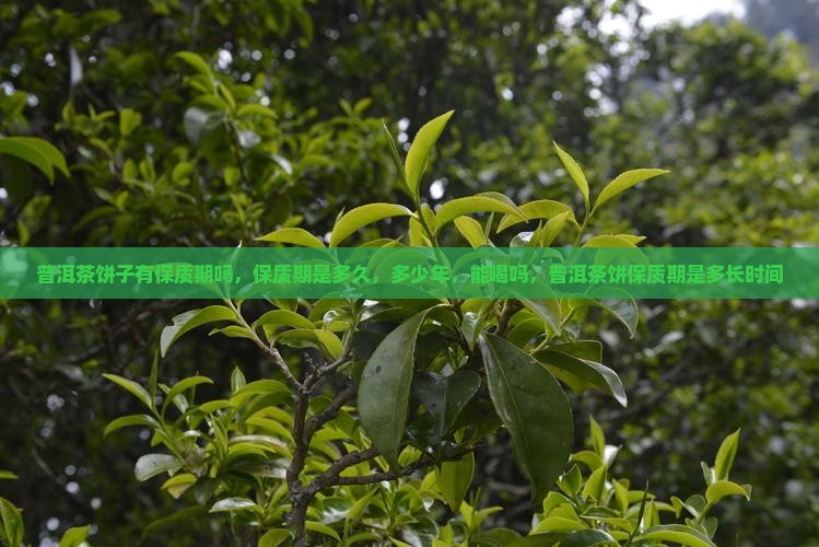 普洱茶饼子有保质期吗