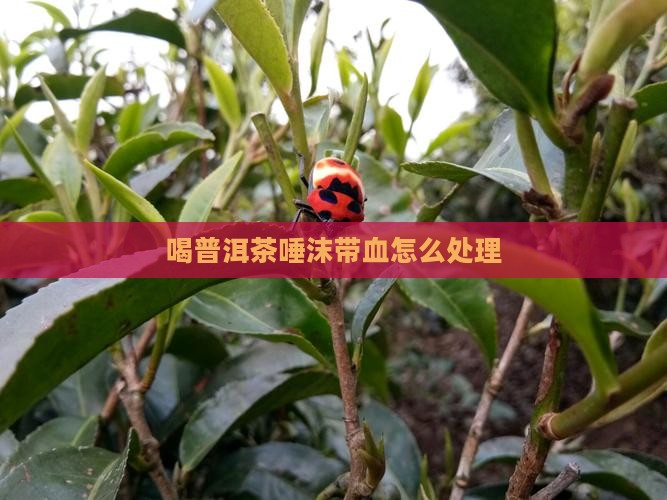 喝普洱茶唾沫带血