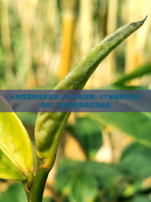 云南普洱茶优良品种