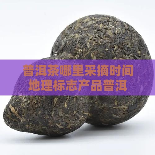 普洱茶在哪里采摘时间 普洱茶在哪里采摘时间