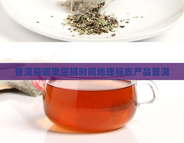 普洱茶在哪里采摘时间 普洱茶在哪里采摘时间