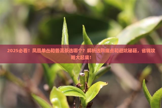 凤凰单丛和普洱茶选哪个